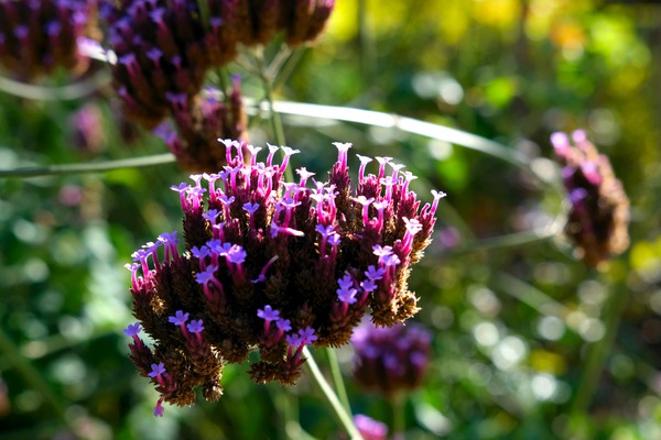 Cluster of Miniature Flowers Print