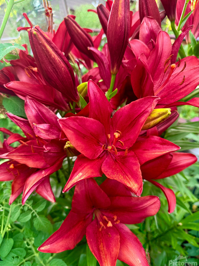 The Gathering of Fire Blooms  Print