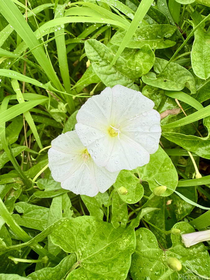 Paired in Bloom: Bindweed Duo  Print