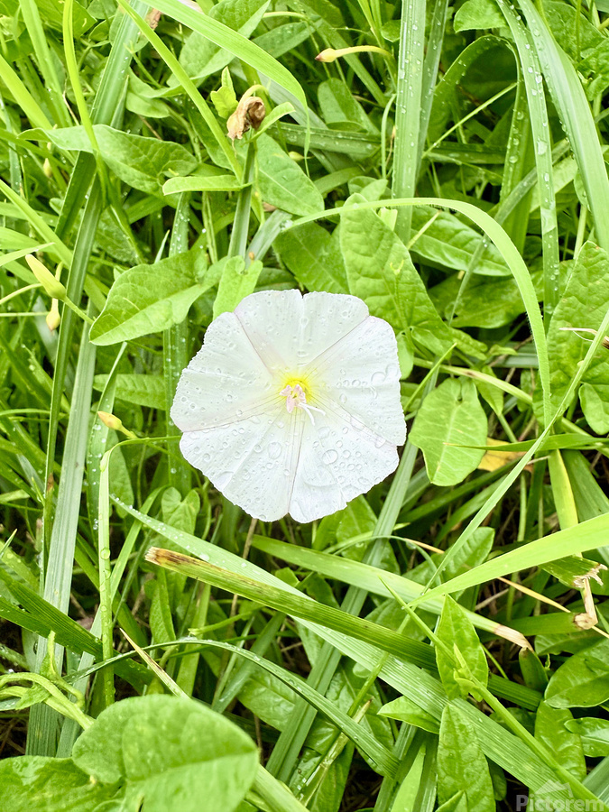 One Wild Bloom : Bindweed Focus  Print