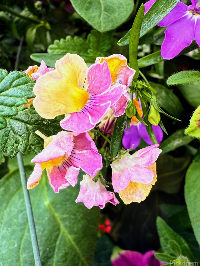 Vibrant Garden Bloom – Colorful Flower Close-Up with Lush Greenery-2  Print