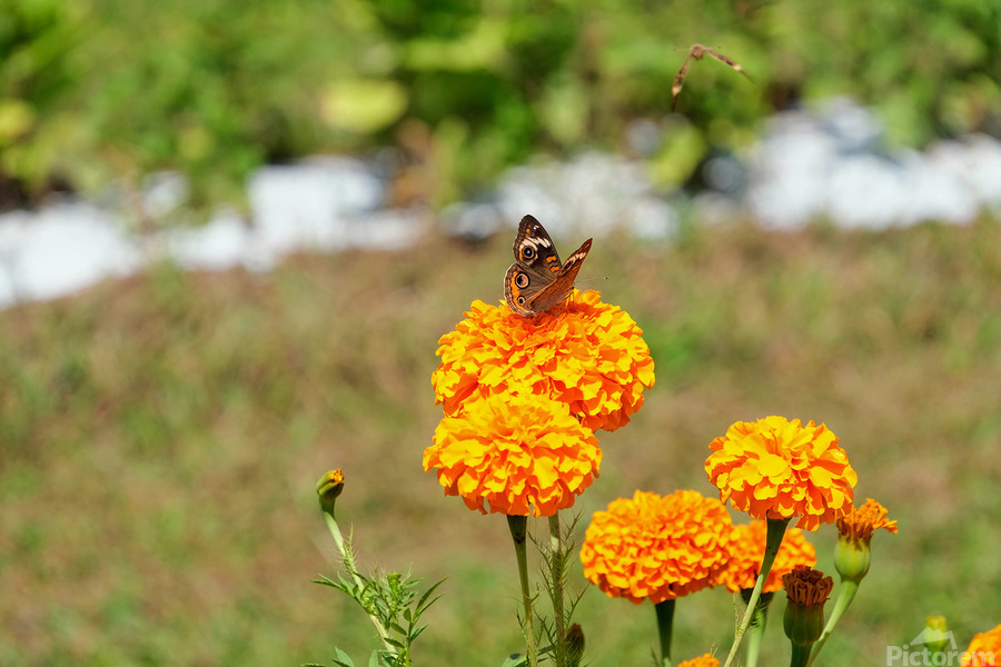A Butterfly’s Pause Amid Sunfire Blooms  Print