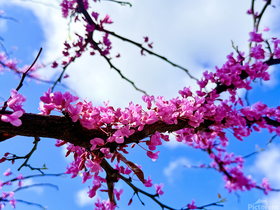 Blossom Light  Print