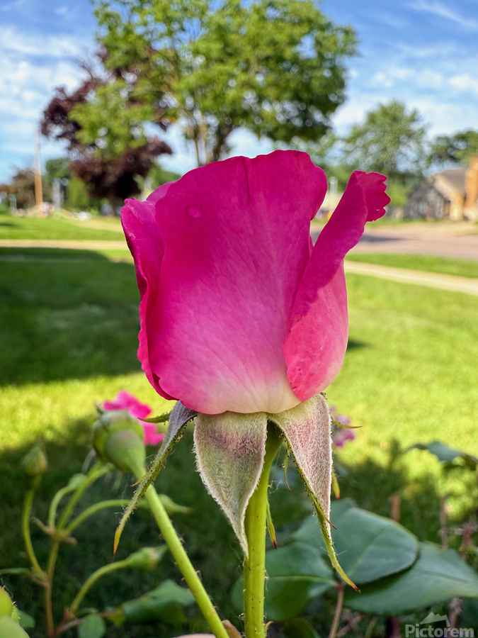 The Blush Before the Bloom  Imprimer