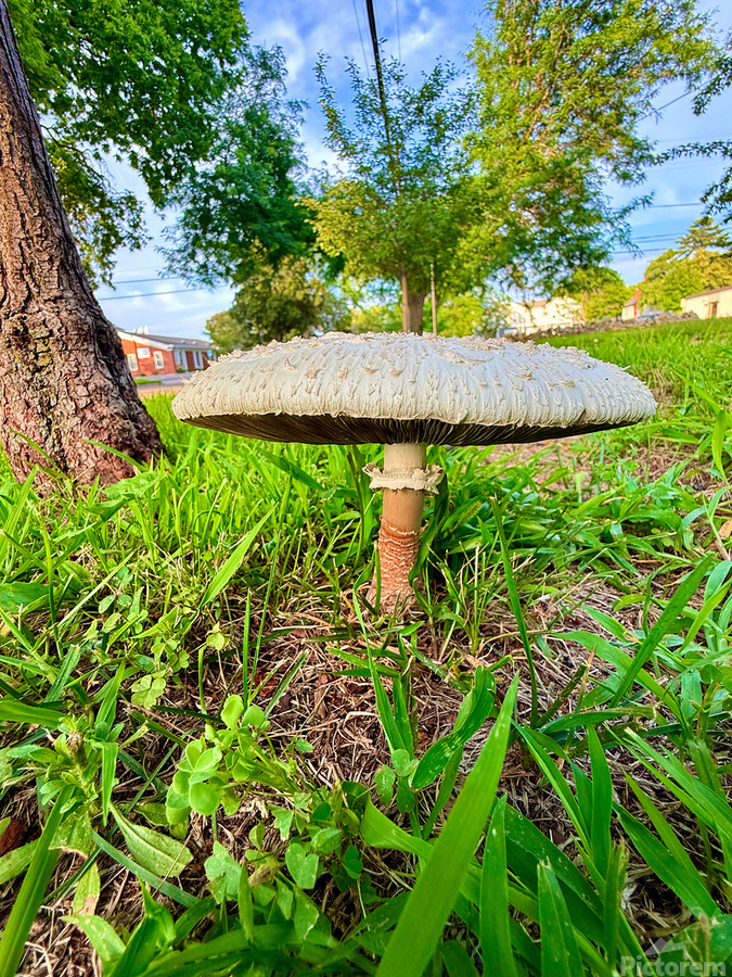 The Lowland Throne  Print