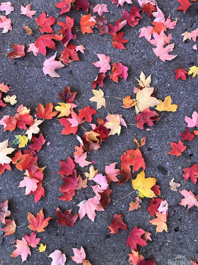 Grounded in Colors 1B  Print