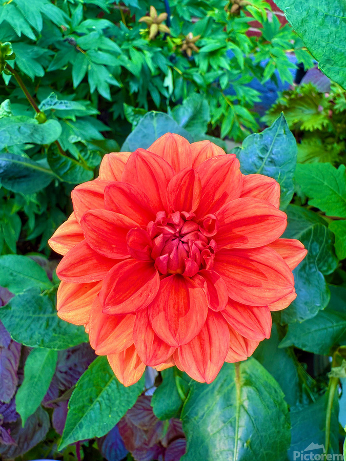 Dahlia Inferna: The Flame That Blossoms  Print