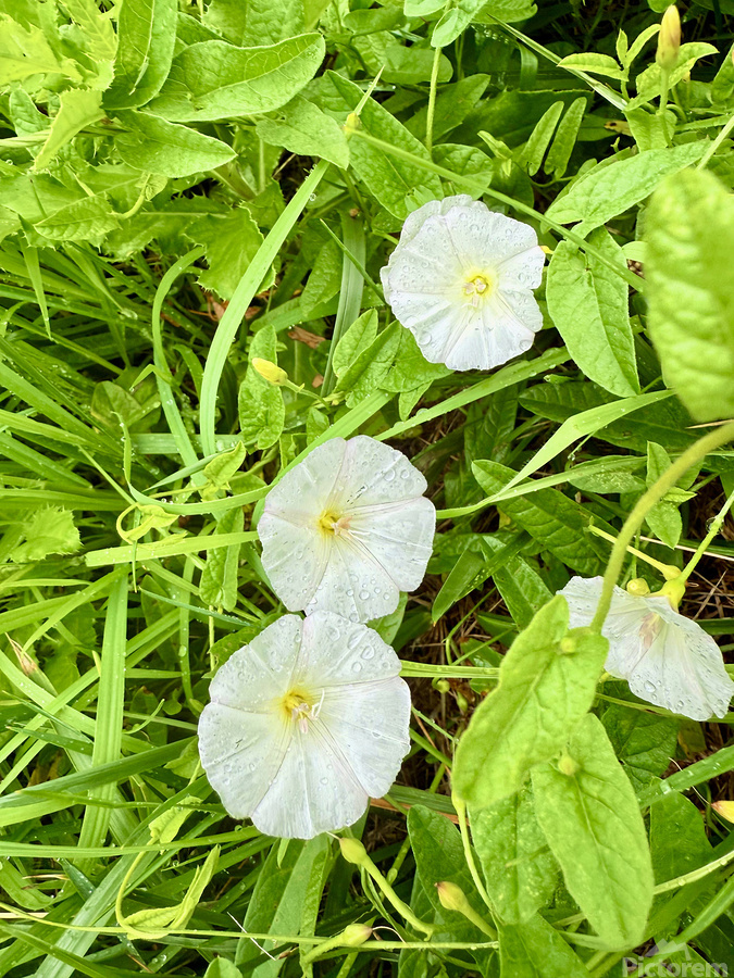 Bindweed Blossoms in the Grass  Print