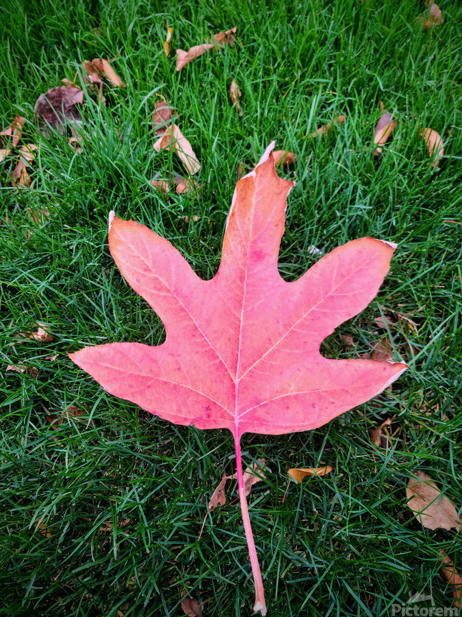 Leaf Me on the Grass  Print