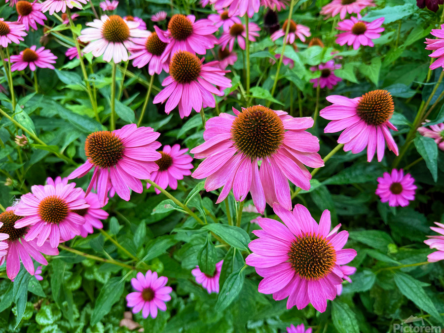 Field of Echinacea Dreams  Print