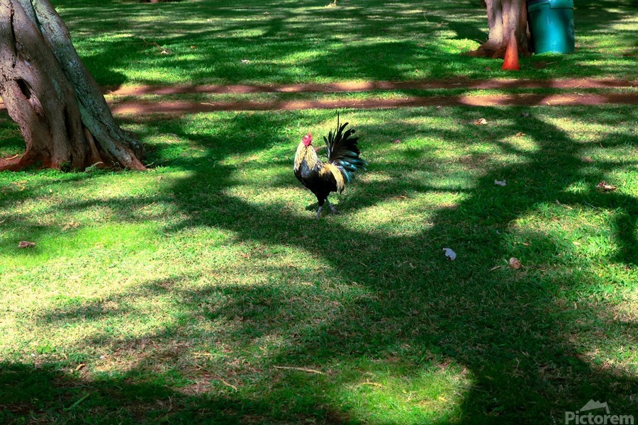 Cock in the Wild 2  Print