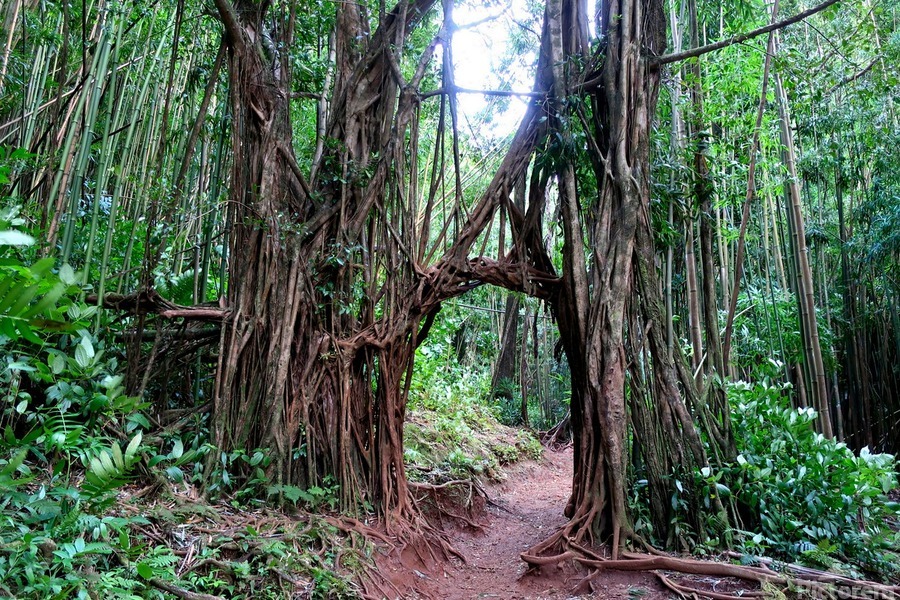 Welcome to the Jungle   Print