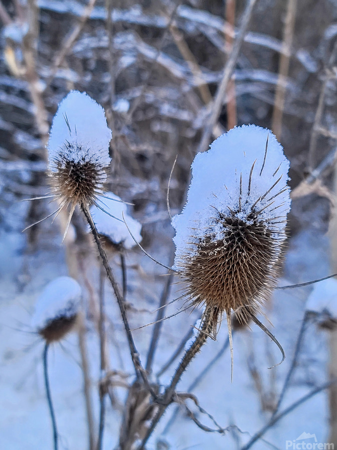 Snow Covered Prick  Winter Thistle  Print