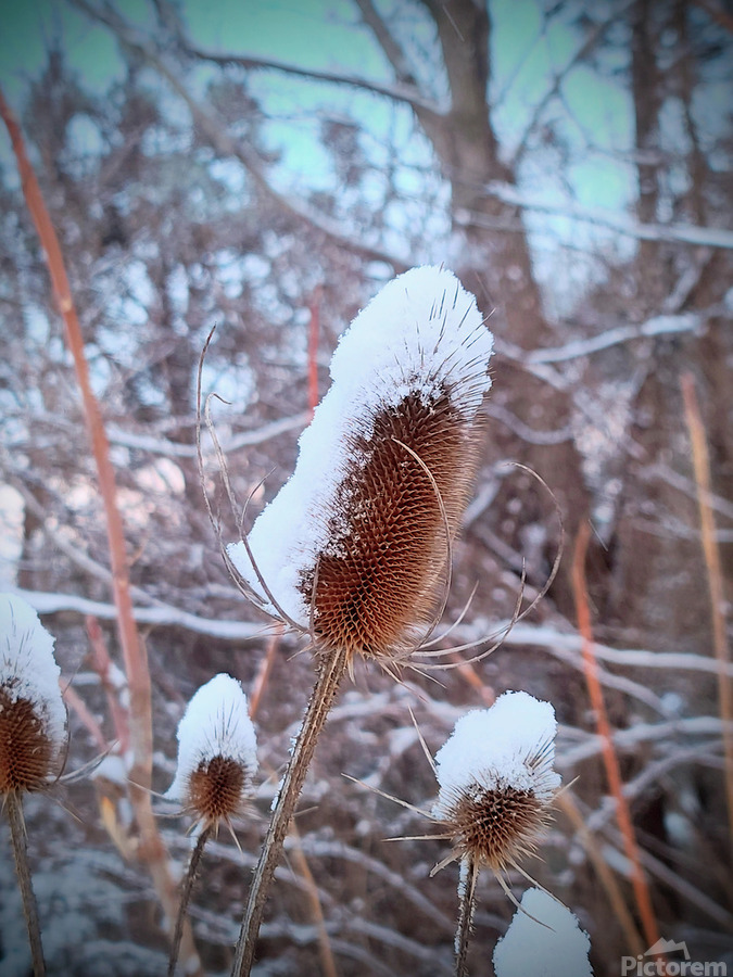 Frozen Lollipop Thistle  Print