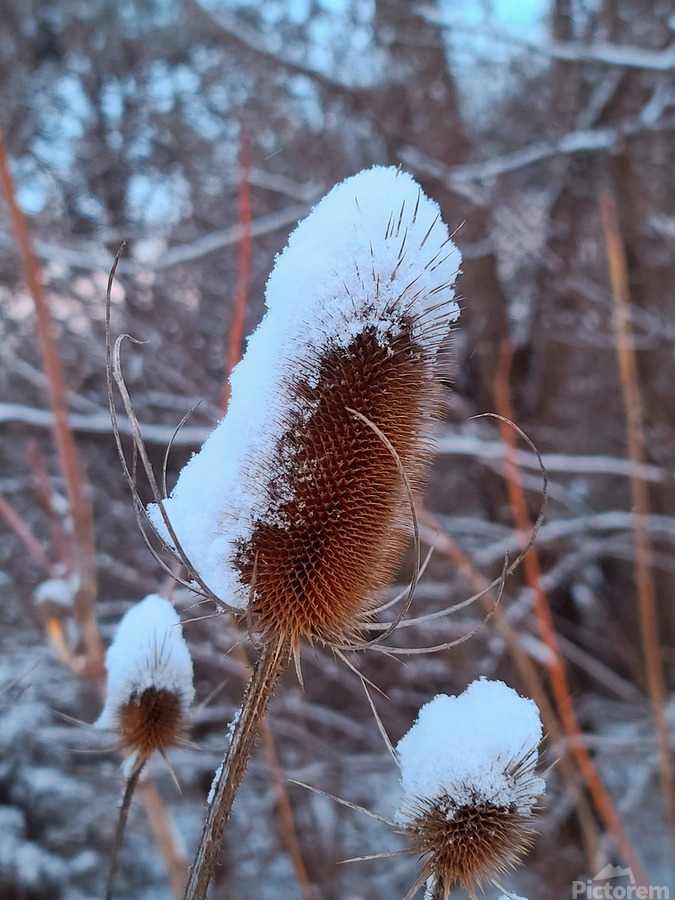 Thorny Lollipop Winter Thistle   Print
