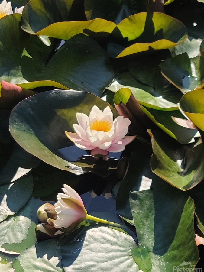 Sun-Kissed Petals: A Lilys Morning  Print