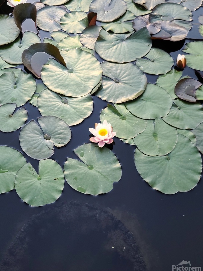 Blooms of Joy: Centered Among Giants  Print