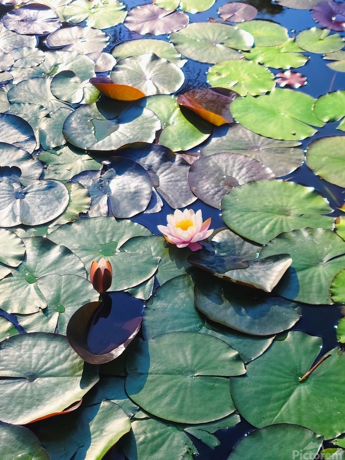 Lotus Lily Love: Promise of the Bloom  Print