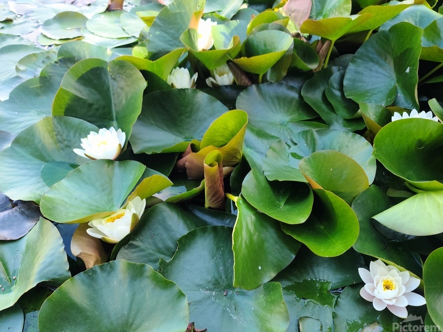 Nature’s Quiet Triumph  Print