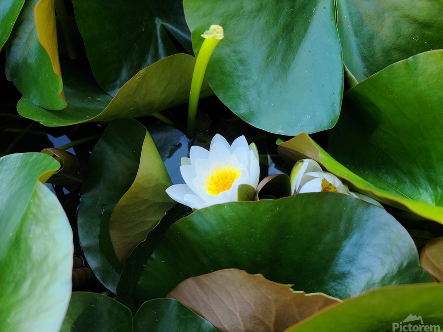 Shy Blossom in Green Embrace  Print