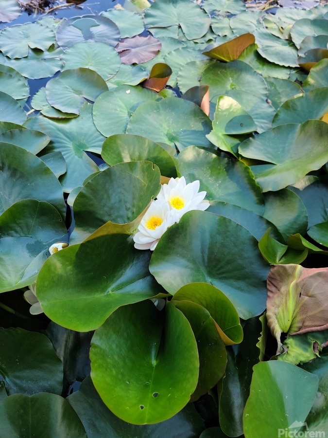 Peeping Beauty Water Lily: Harmony in the Hidden Bloom  Imprimer