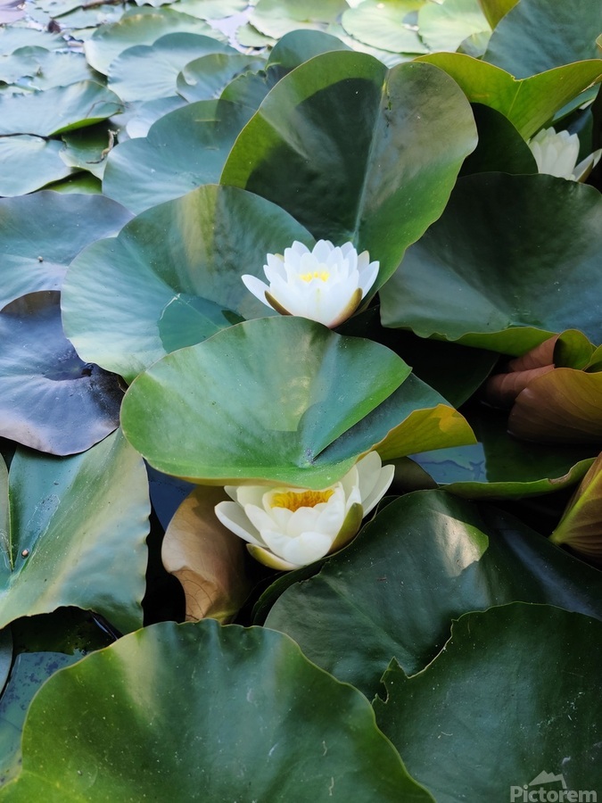 Hidden Beauty Water Lily  Print