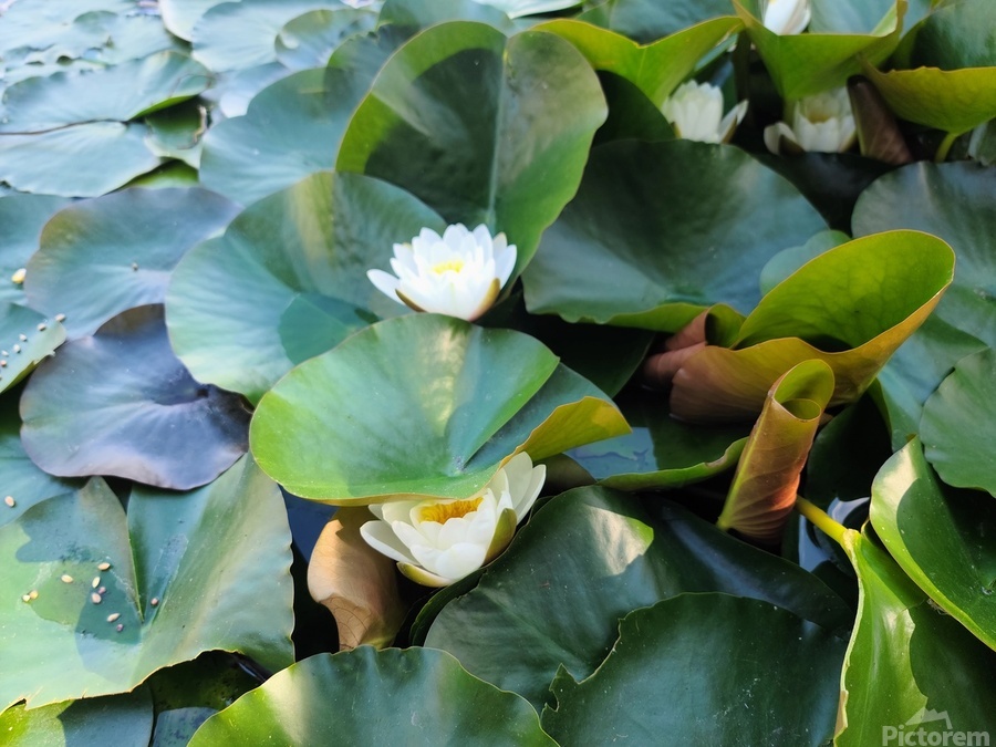 The Secret Life of Lilies  Print