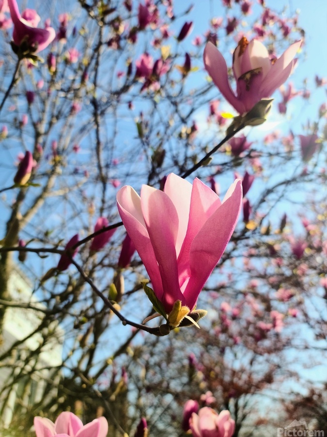 Spring Sun Worshipping Magnolia  Print