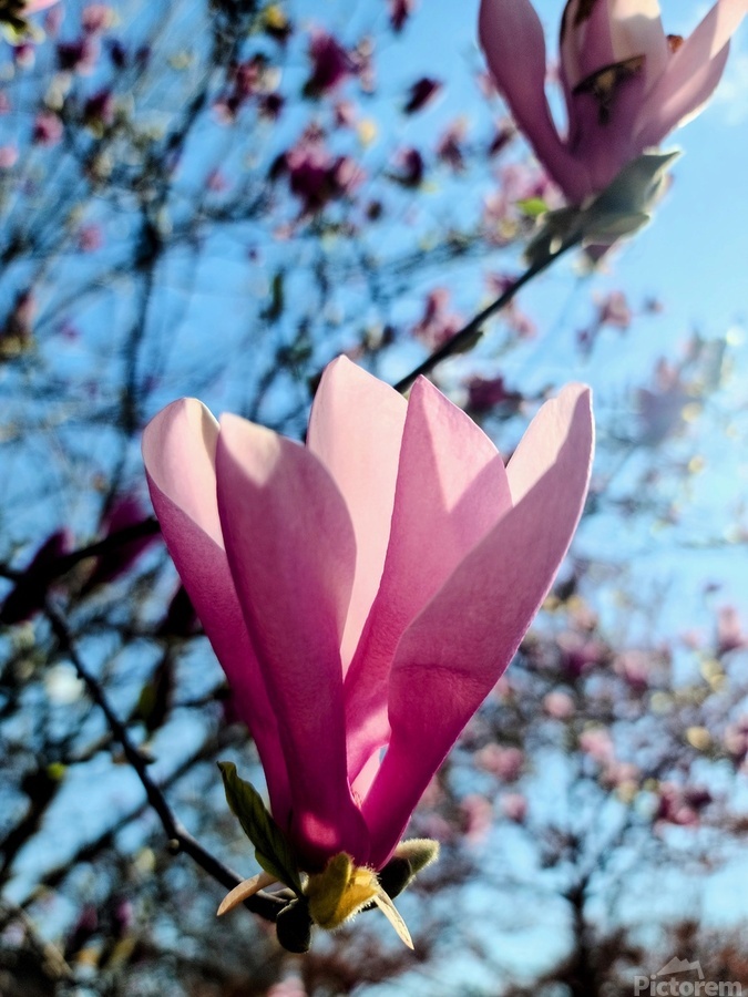 Petals Reflecting a Quiet Morning  Imprimer