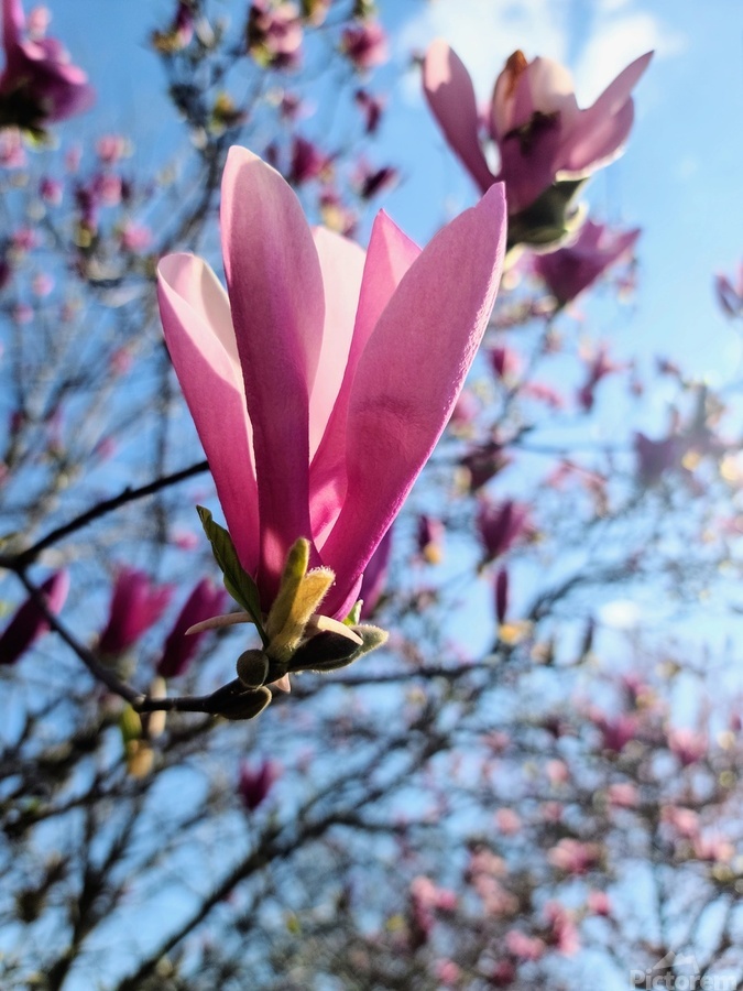 Pink Petals in Warm Light  Print