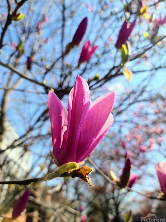 Magnolia Spring Bloom with Buds  Print