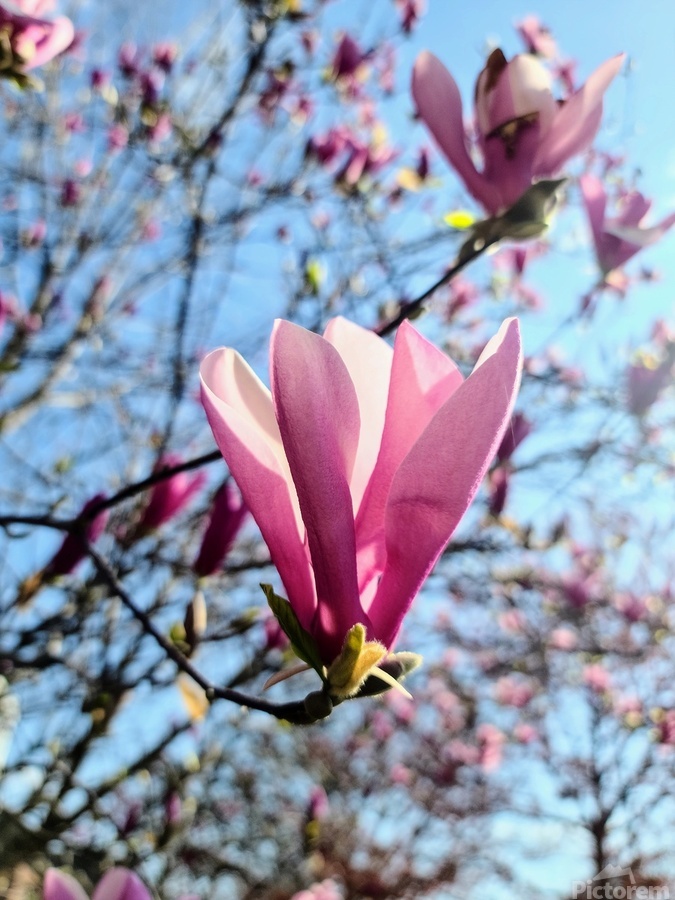 A Magnolias First Embrace of Light  Print