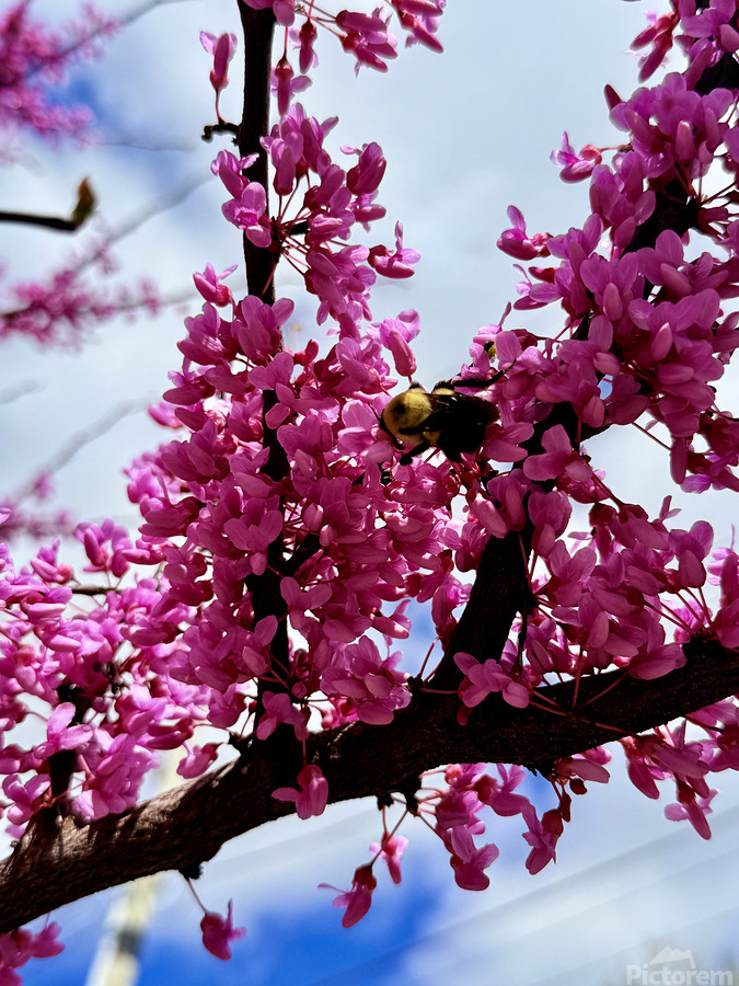 Branch & Bee  Imprimer