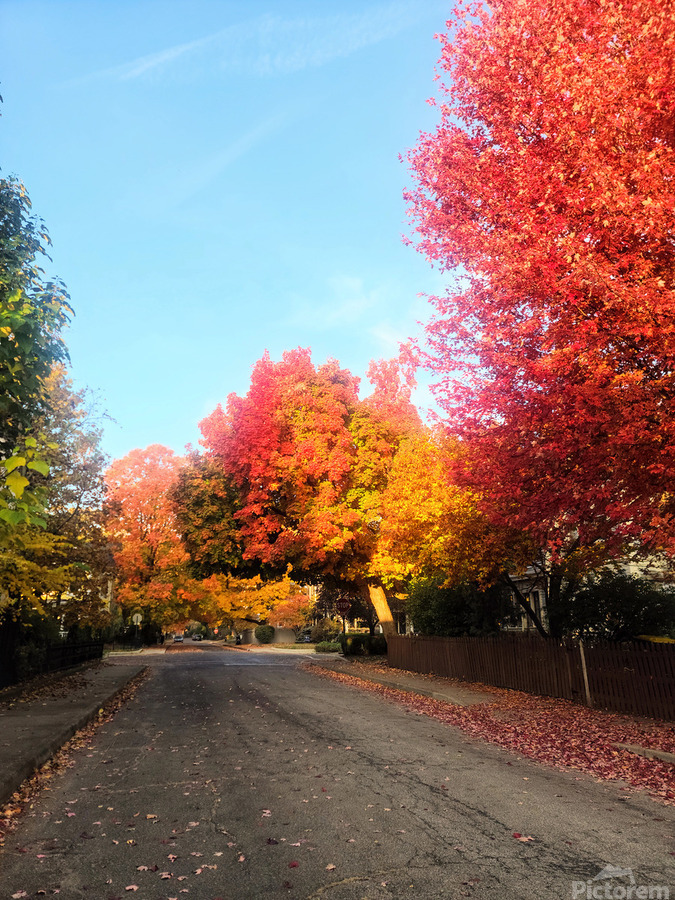 Fall Over the Fence  Print
