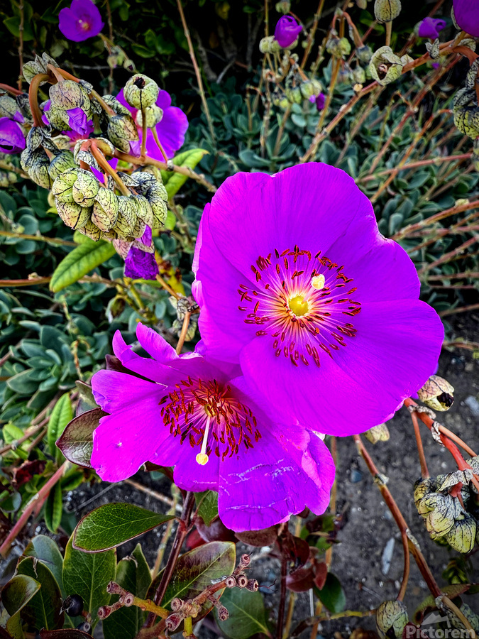 Rock Purslane: Pulse of the Desert Bloom  Print