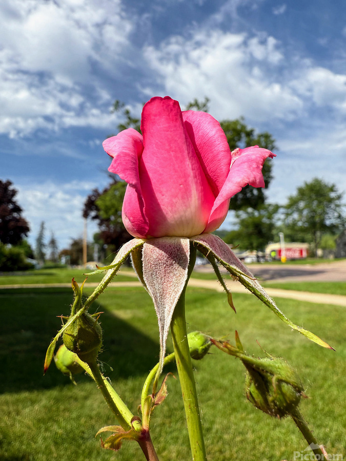 Unspoken Flame of the Garden’s Soul  Print