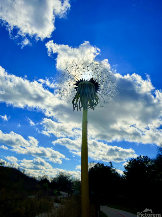 Simply Dandelion  Imprimer