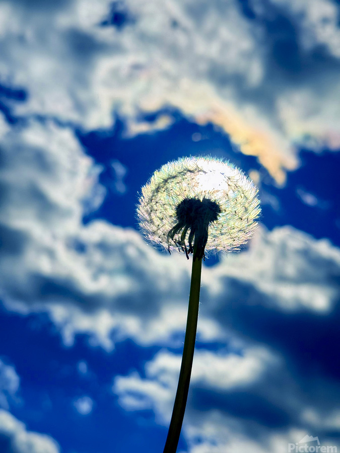 Wild Sky Seeker  Print