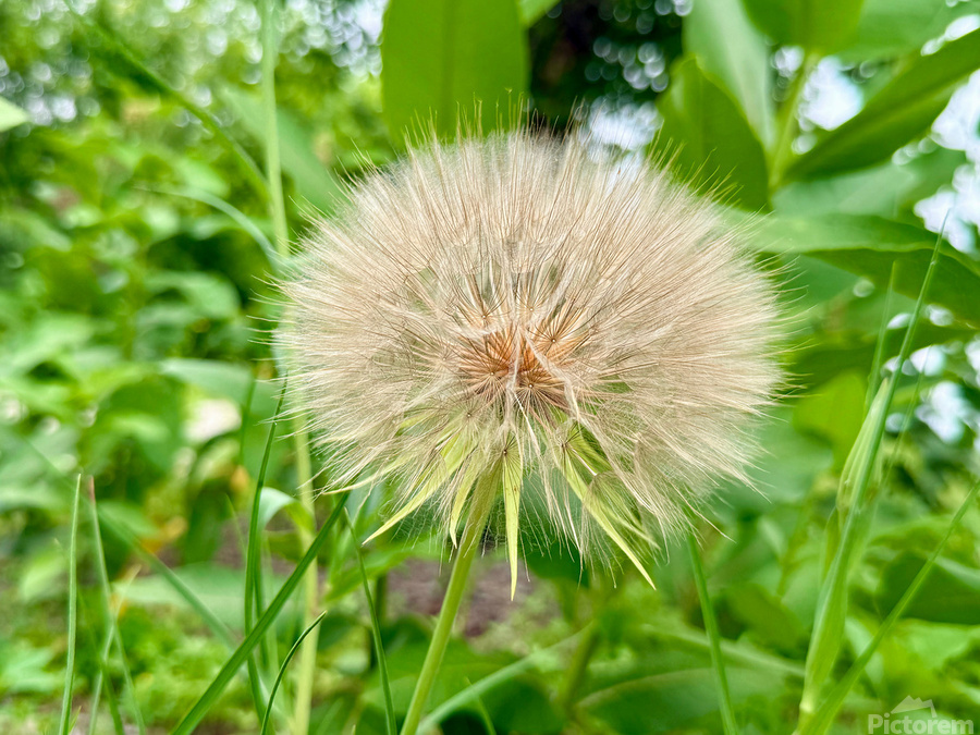 The Last Wishkeeper: Holding Dreams Before the Wind  Print
