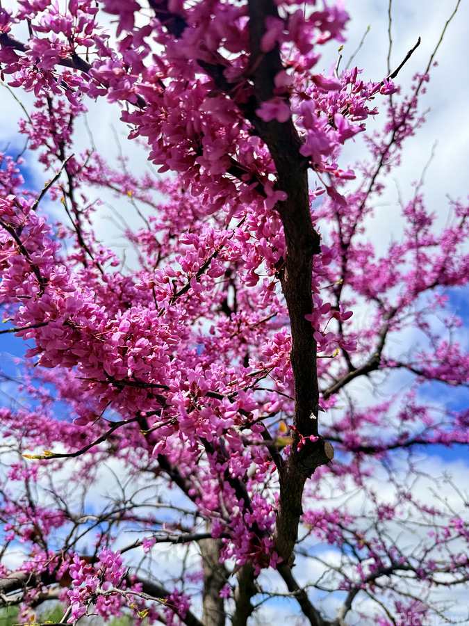  Redbud in Full Glory  Print