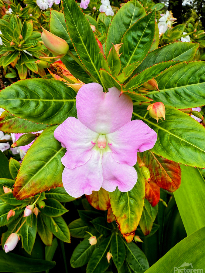 Impatiens: Soliloquy in Pink  Print