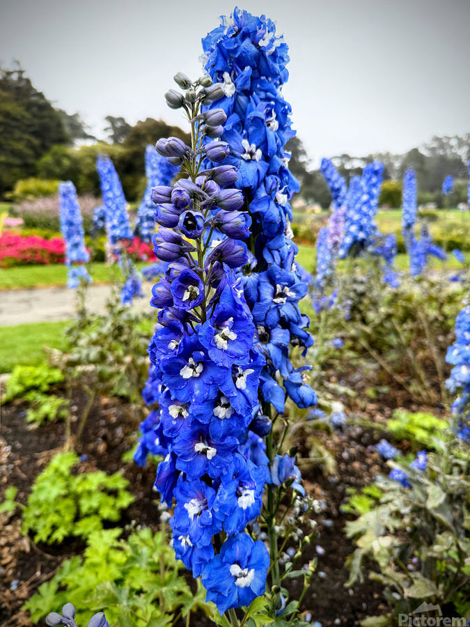 Larkspur: Midnight Choir of the Garden Realm  Imprimer