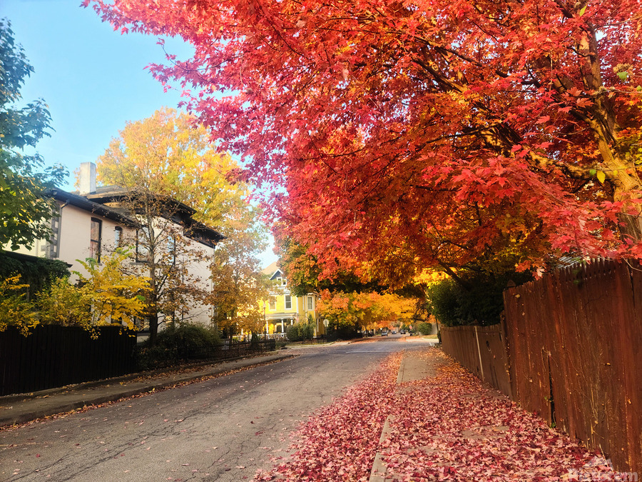 Fall Over the Fence - Autumn’s Embrace   Print