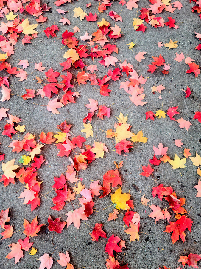 Colorful Fallen Beauties  Print