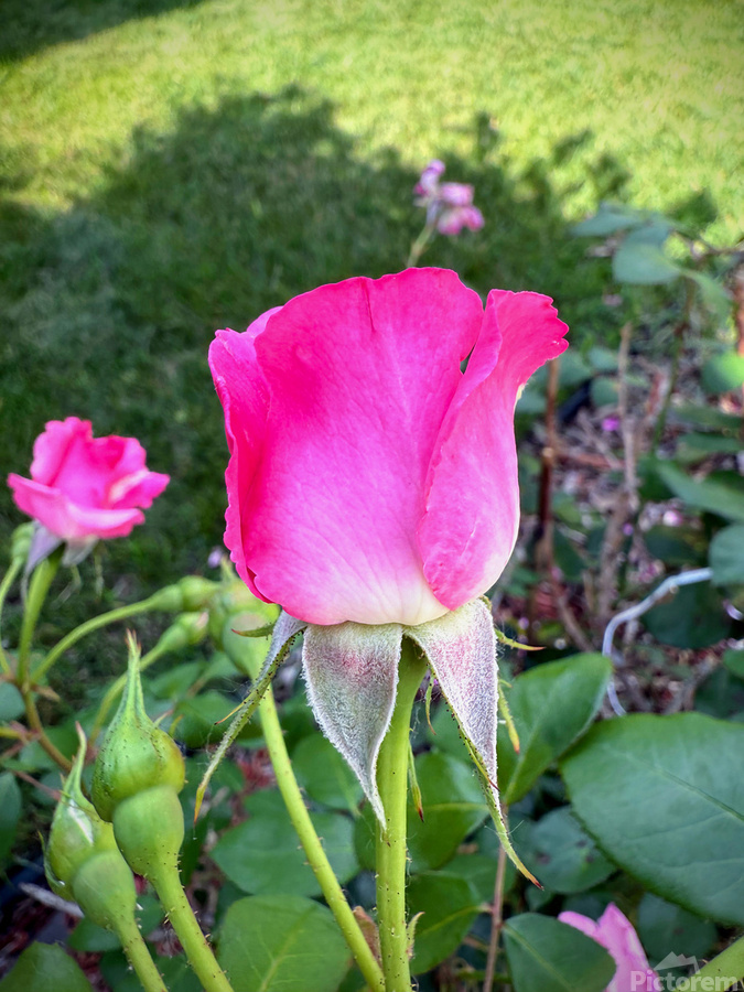 Velvet Guard of the Gardens Heart  Print