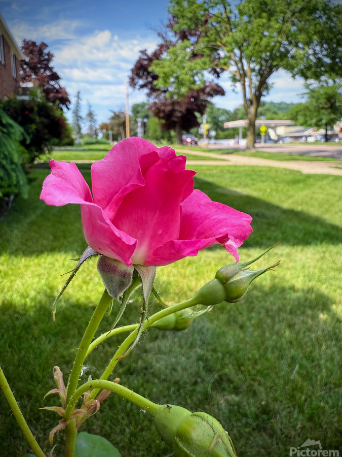 Petal by Petal: Becoming Beautiful Without Permission  Print