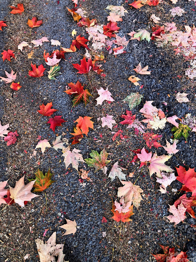 Grounded in Colors: Scattered Beauty  Imprimer