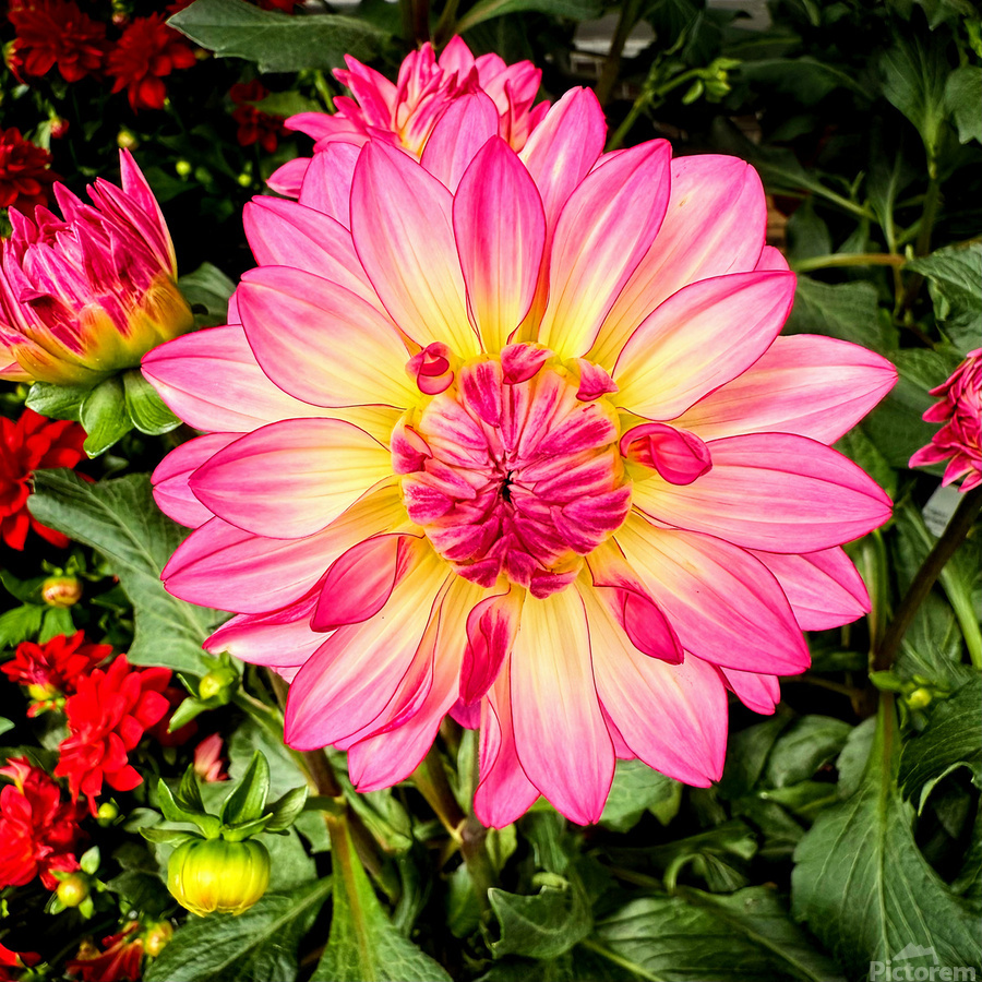 Petal Prism: Nature’s Geometry  Print