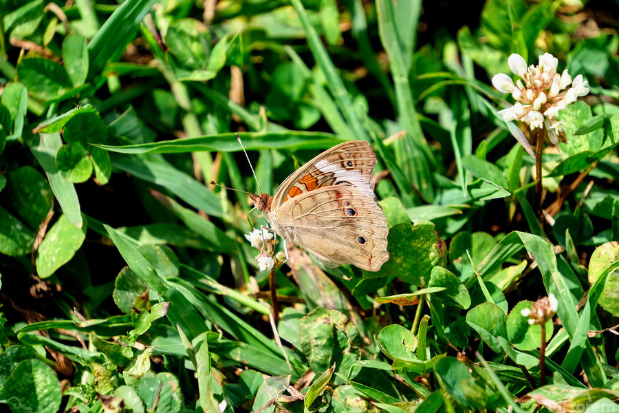Ephemeral Spirits in Green Silence  Print