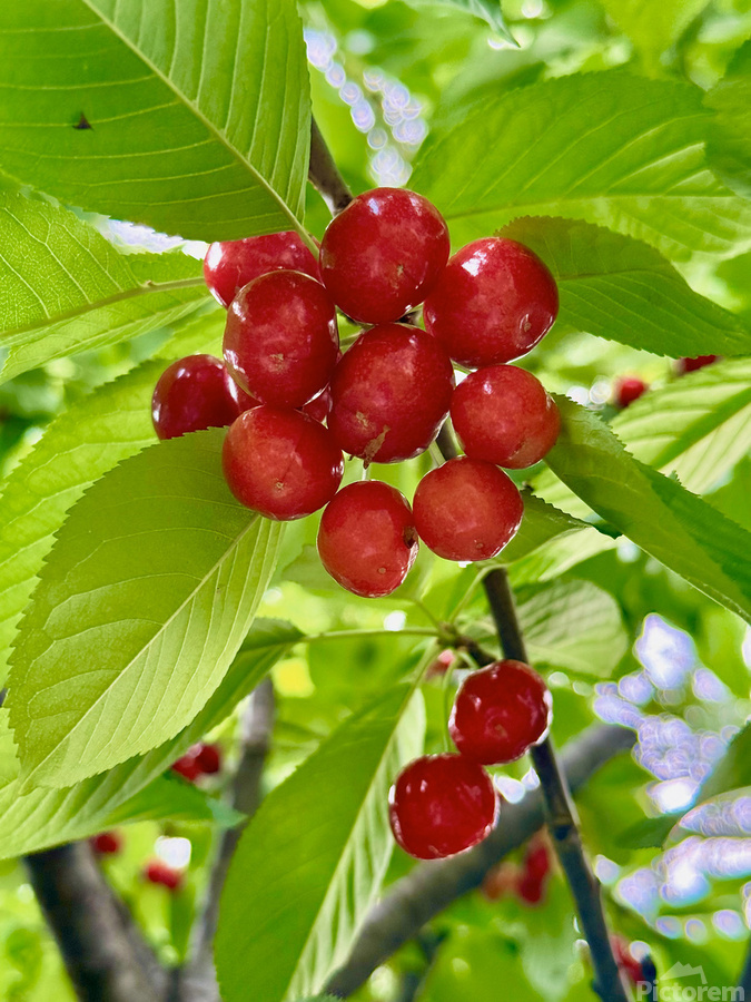 The Cherry Covenant: Nature’s Silent Promise  Print
